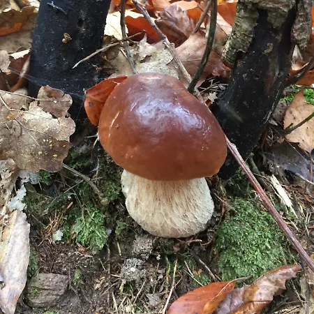 Sg Chaloupka Kubik S Wellness V Cene - Cesky Raj