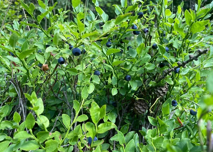 Dom wakacyjny Sg Chaloupka Kubik S Wellness V Cene - Cesky Raj